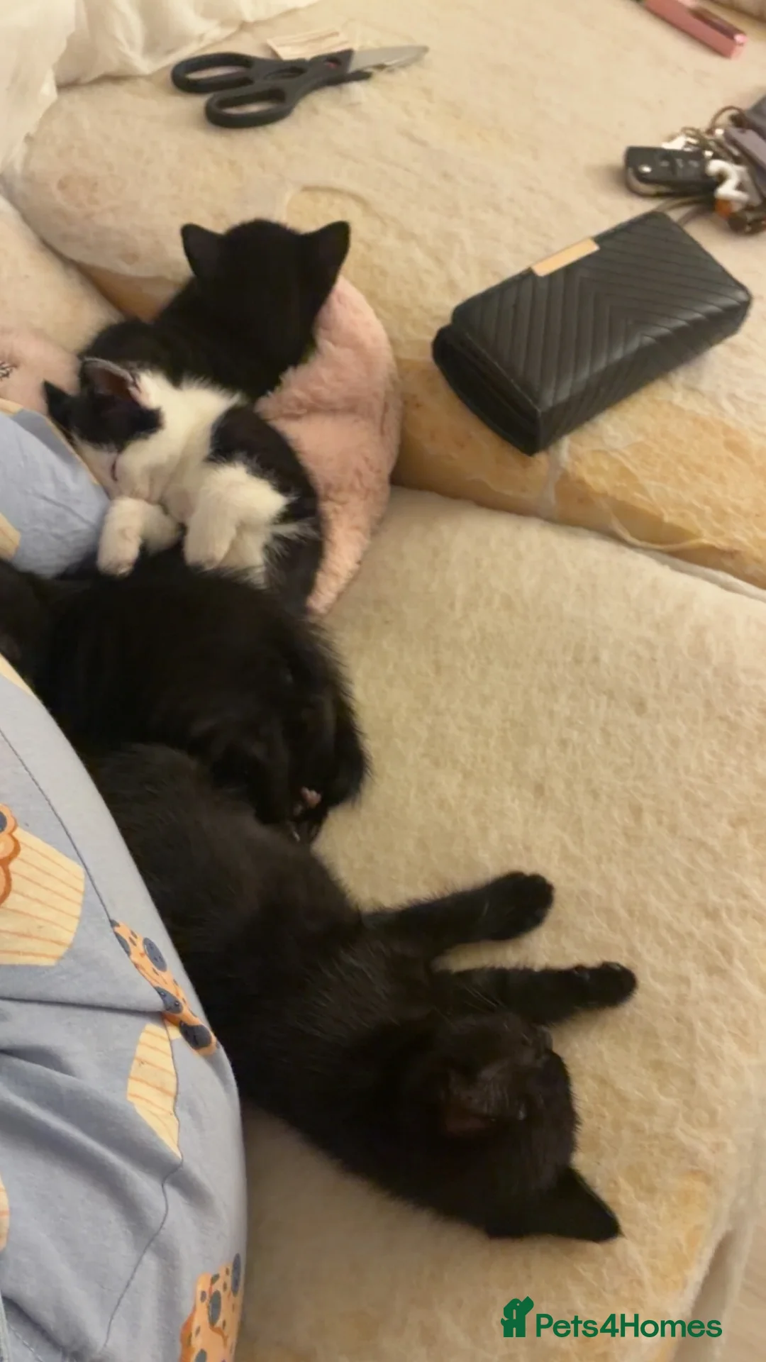 Domestic Shorthair cats for sale: 3 gorgeous kittens looking for forever homes 🤎🐾 - Advert 2