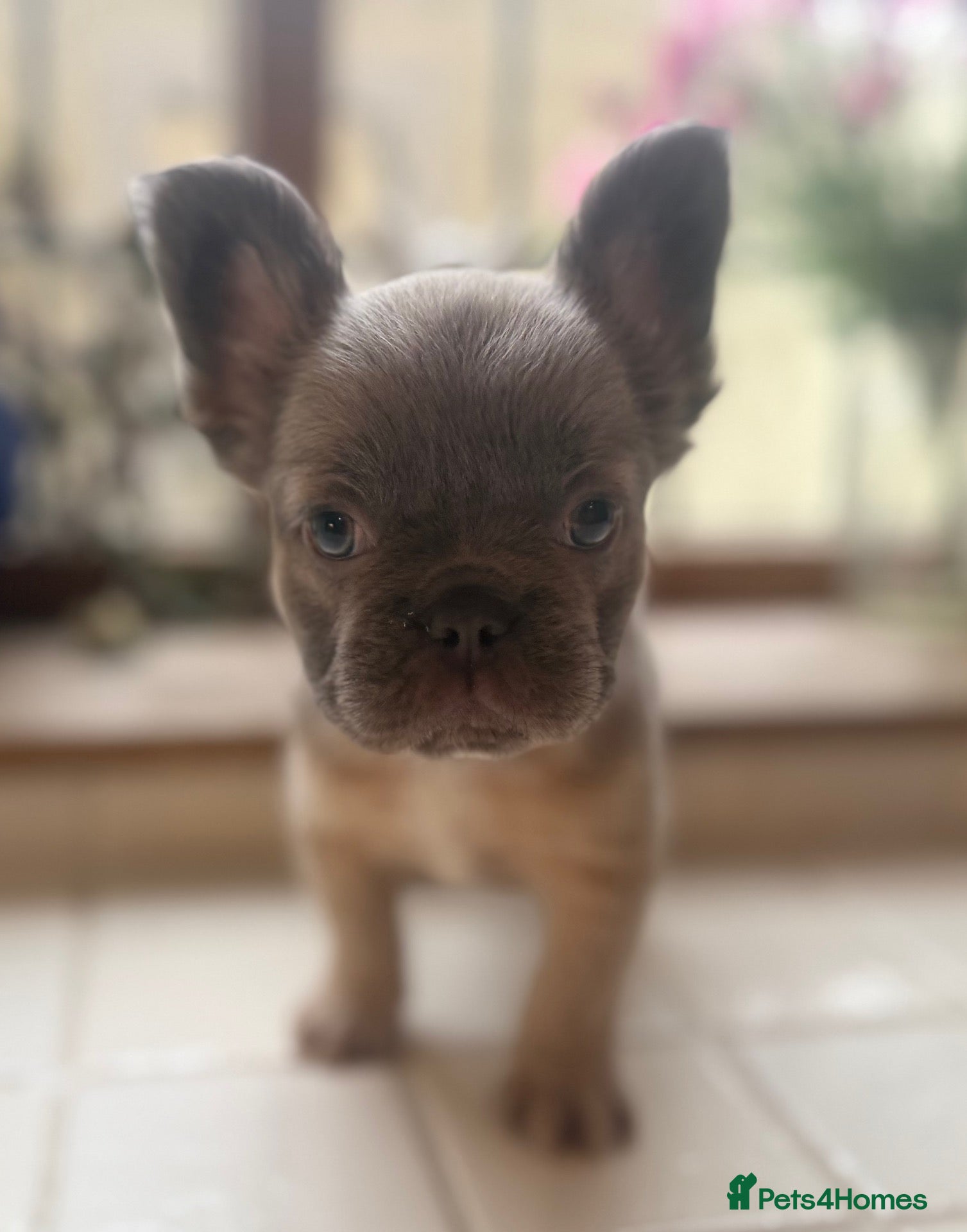 French Bulldog dogs French bulldog puppies  - Advert 1