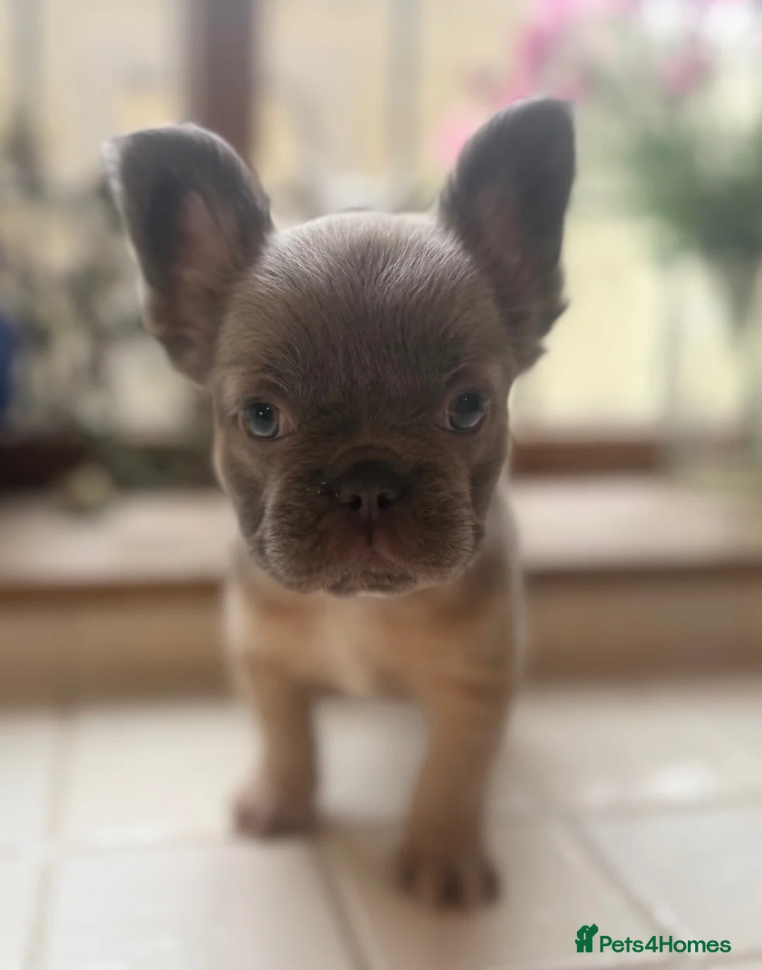 French Bulldog dogs for sale: French bulldog puppies  - Advert 1