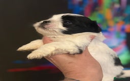 Lhasa Apso dogs for sale: Stunning kc registered Lhasa apso pups - Image 8