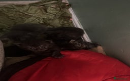 Maine Coon cats for sale: Maine coons kittens  - Image 4