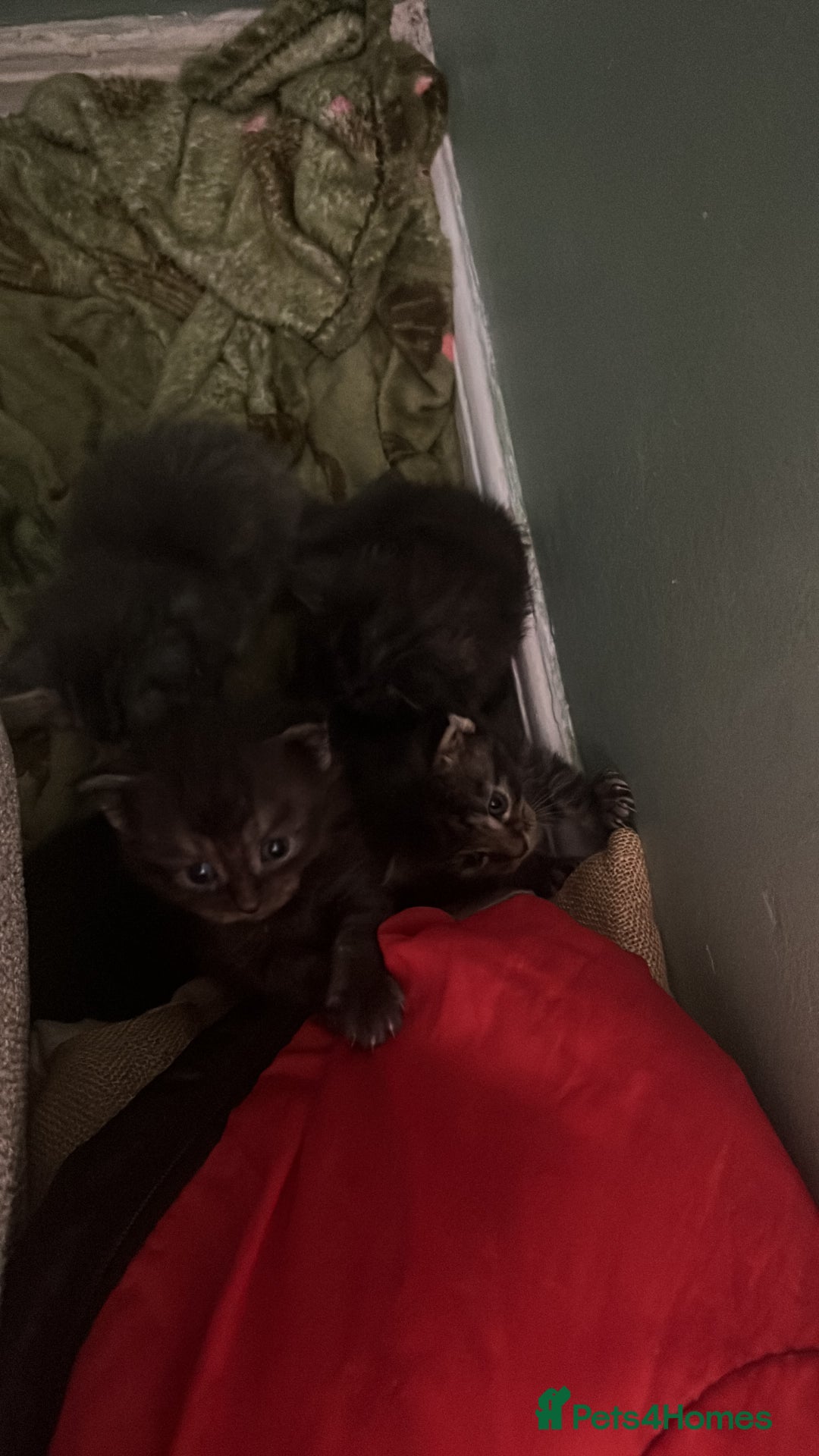 Maine Coon cats for sale: Maine coons kittens  - Image 4