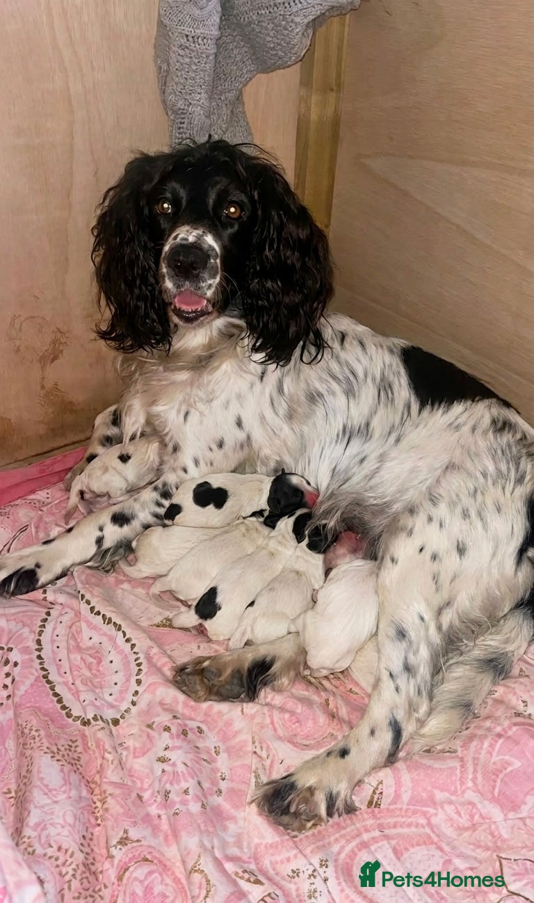 Sprocker dogs Sprocker spaniel puppies  - Advert 5