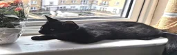 Mixed Breed cats for sale: Gorgeous, playful & affectionate kittens - Advert 2