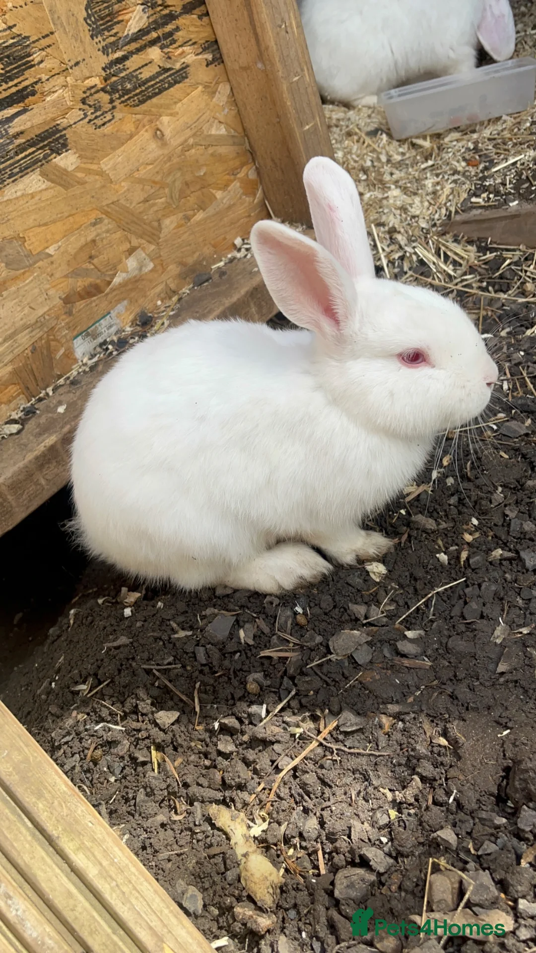 Mixed Breed rabbits for sale: Various breeds of rabbits - Advert 2