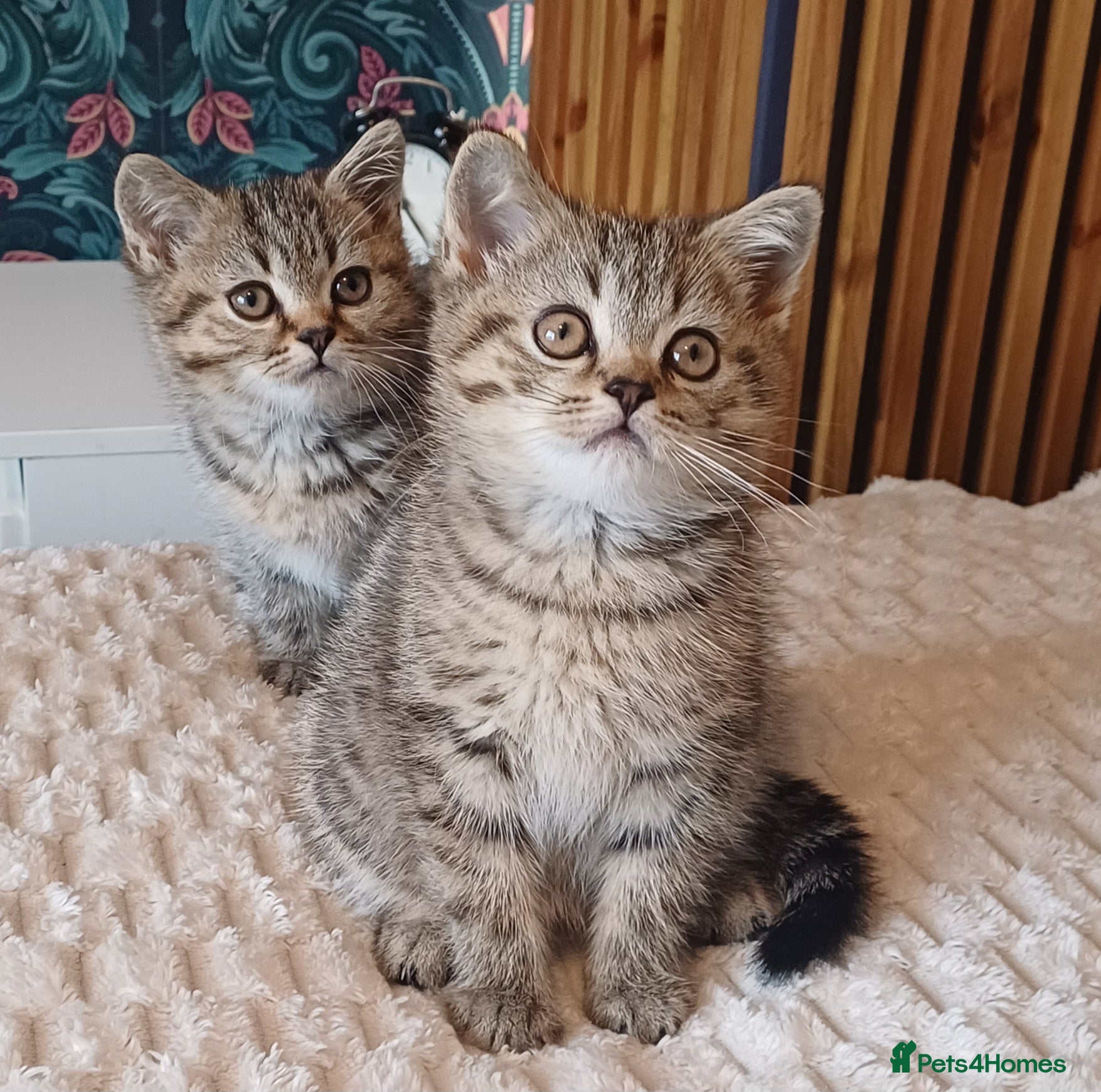 British Shorthair cats Adorable Brittish Shorthair kittens🐱 - Advert 1