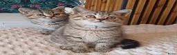 British Shorthair cats for sale: Adorable Brittish Shorthair kittens🐱 - Advert 1