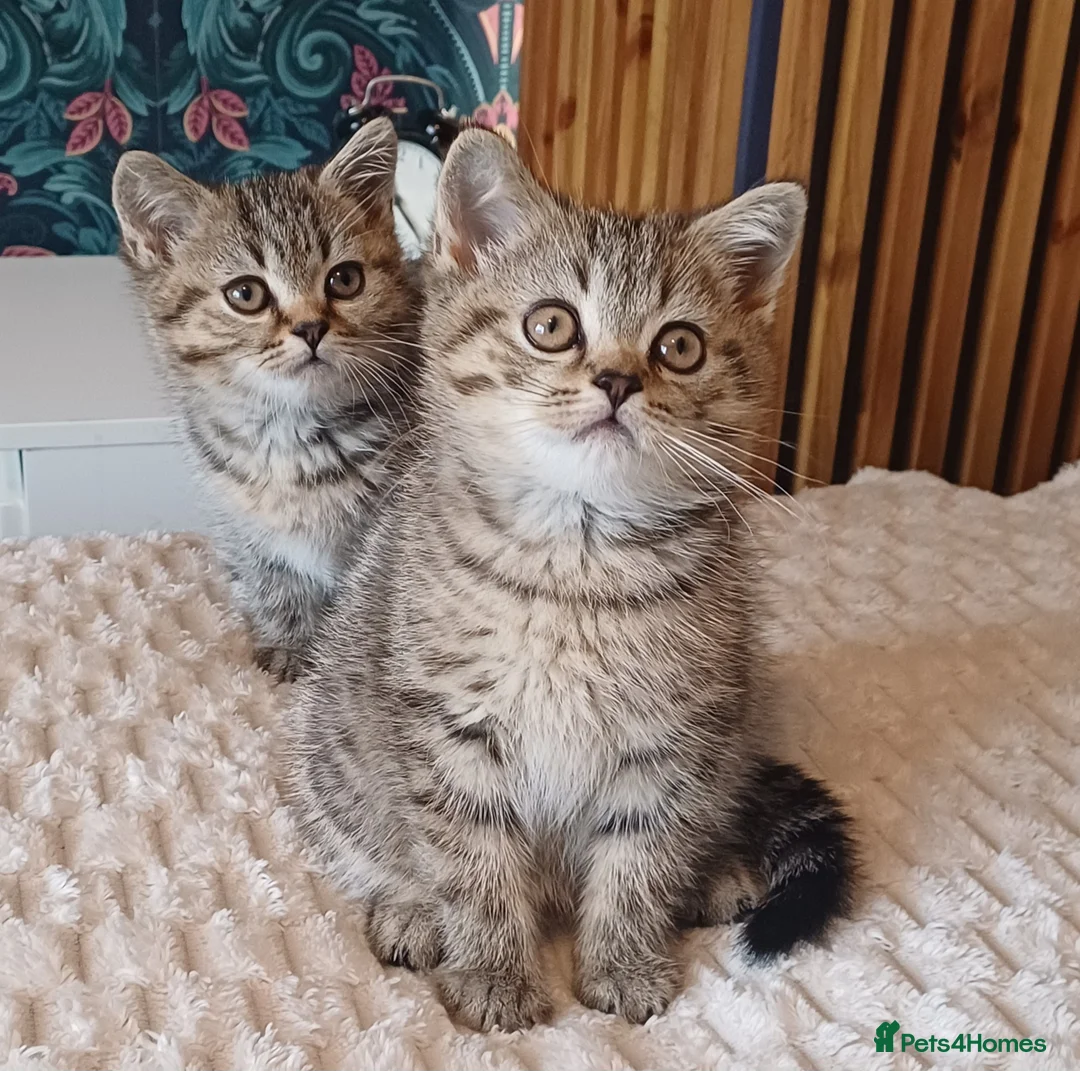 British Shorthair cats for sale: Adorable Brittish Shorthair kittens🐱 - Advert 1