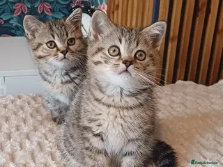 British Shorthair cats Adorable Brittish Shorthair kittens🐱 - Advert 1