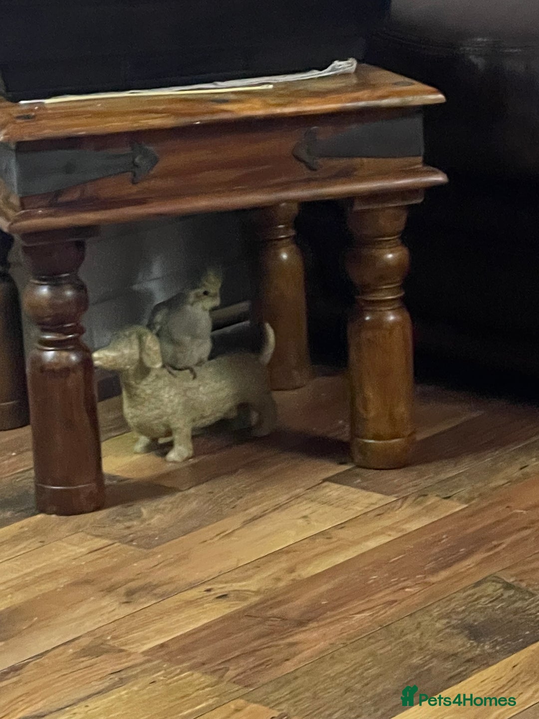 Cockatiels birds for sale: Baby pearl cockatiel hand tame and friendly  - Advert 4