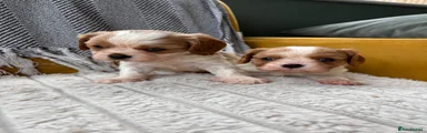 Cavalier King Charles Spaniel Puppy 2