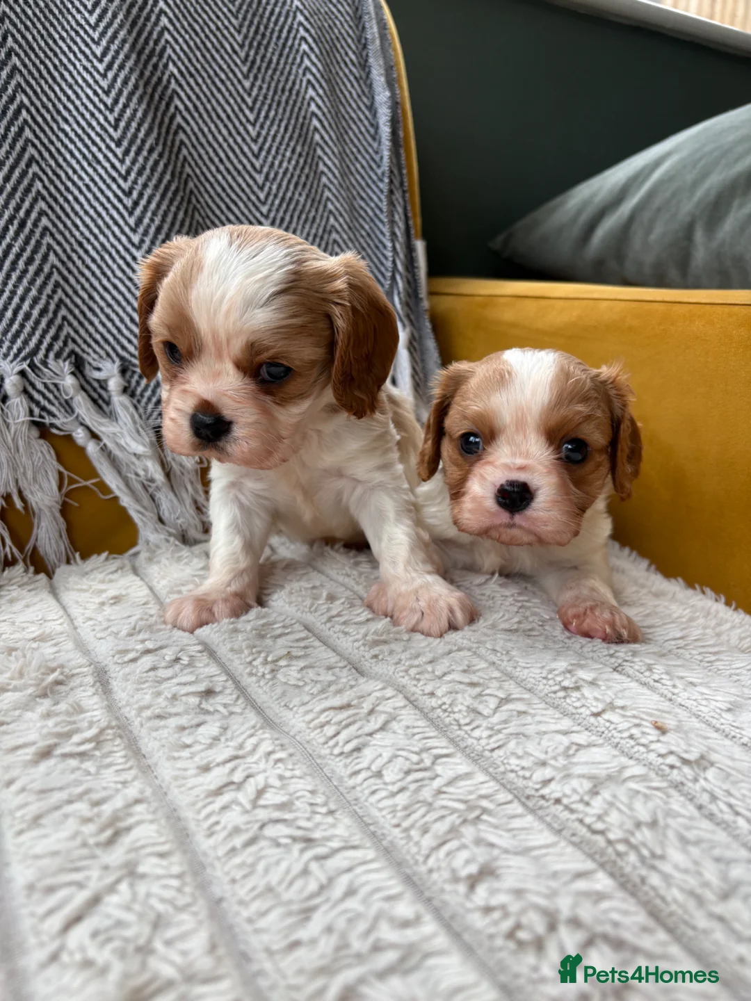 Cavalier King Charles Spaniel dogs for sale: Ready now!!  2 Cavalier boys - Advert 29