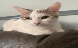 Mixed Breed cats for sale: Mixed breed kittens - Image 6