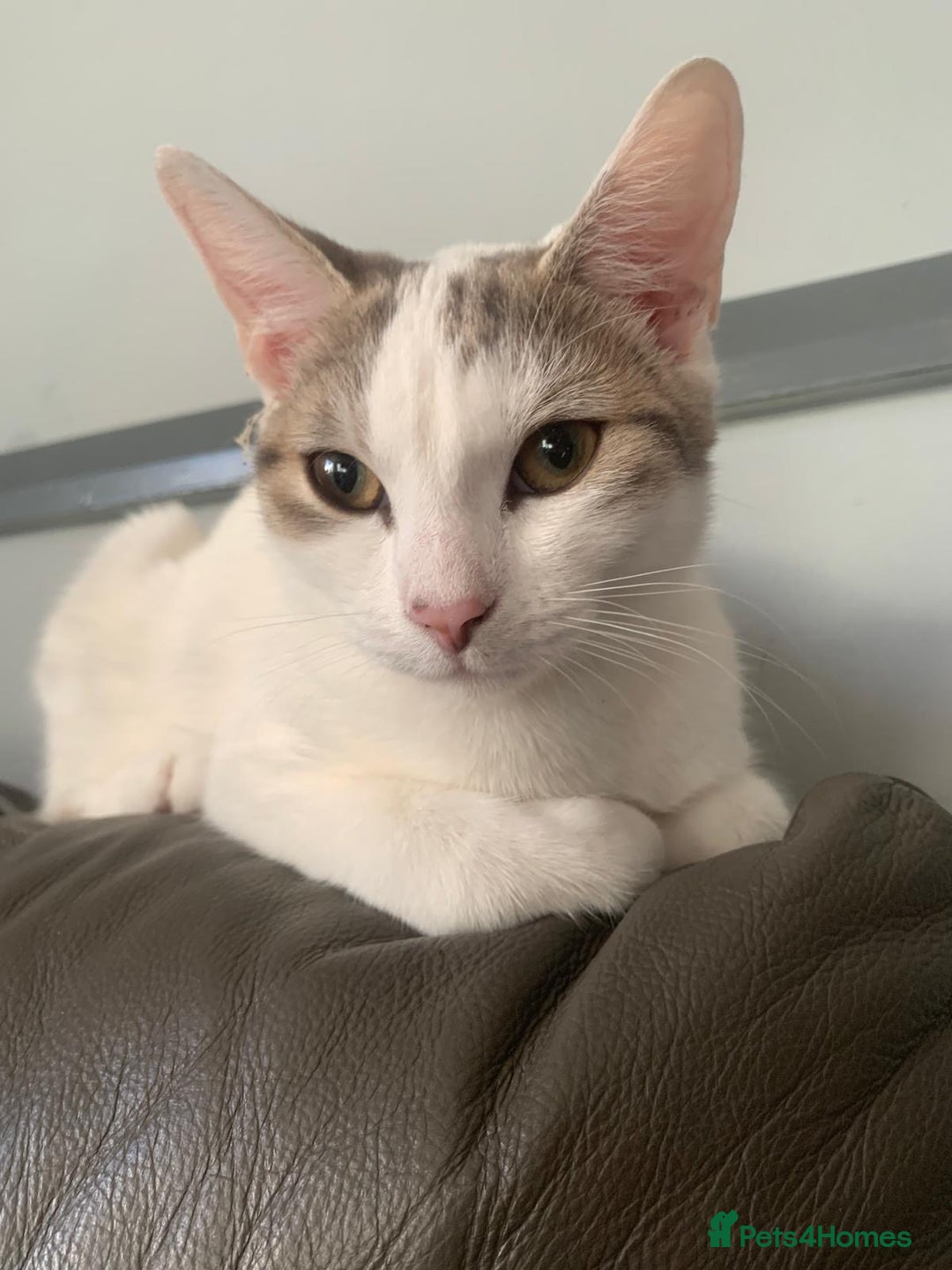 Mixed Breed cats for sale: Mixed breed kittens - Image 6