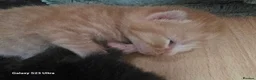 Mixed Breed cats for sale: Burmese cross babies - Advert 2