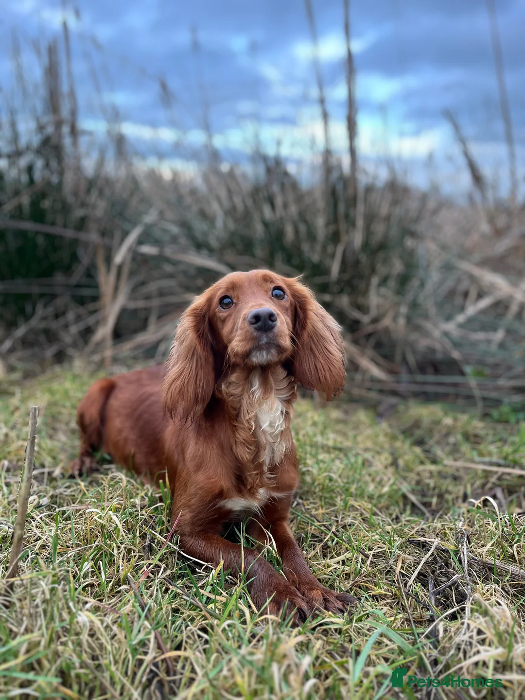 Cocker Spaniel dogs for sale: Kc Fox red, working cocker spaniels pups - Advert 10