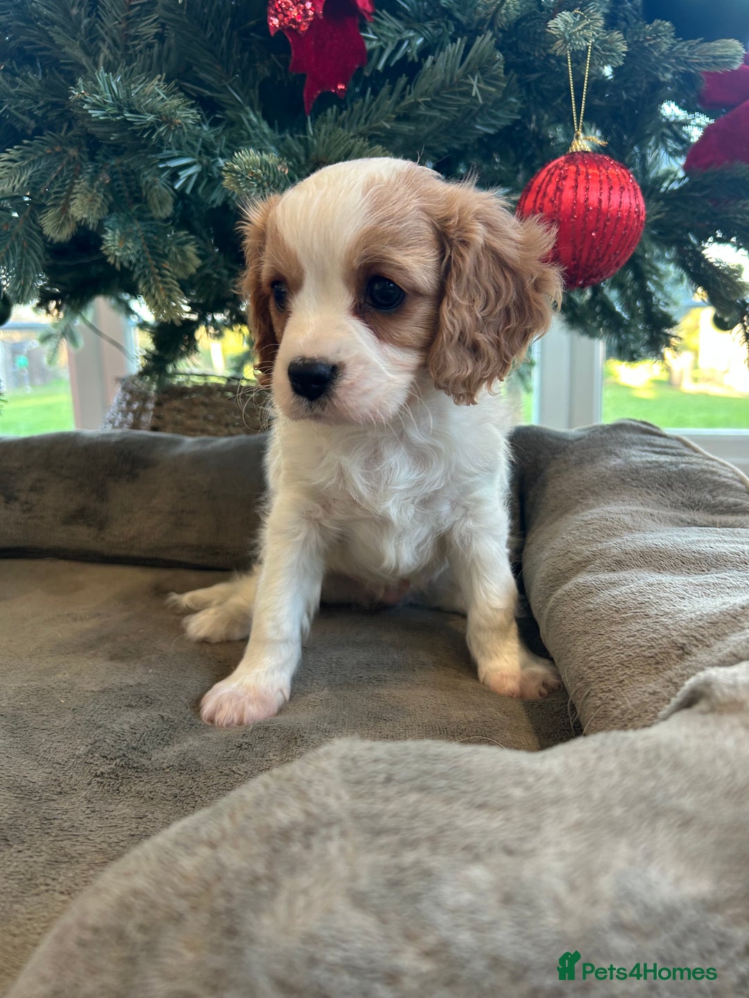 Cavalier King Charles Spaniel dogs for sale: Quality cavalier King Charles spaniel  - Advert 11