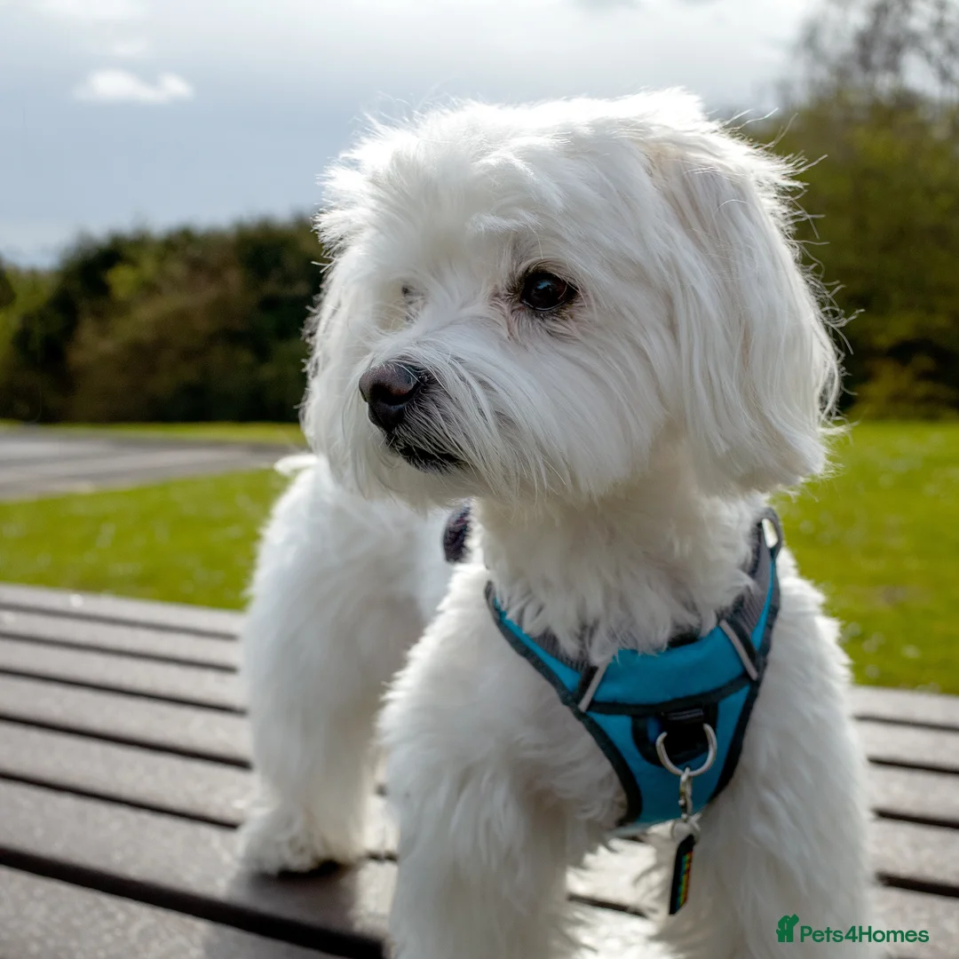 Maltese dogs for stud: Maltese Males (for Stud)  in Durham - Advert 5