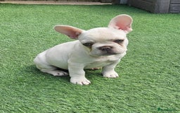 French Bulldog dogs for sale: REDUCED Fully vaccinated french bulldog puppy  - Image 3