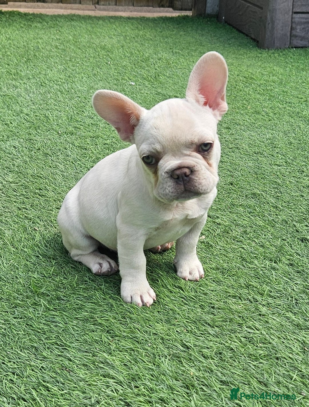 French Bulldog dogs for sale: REDUCED Fully vaccinated french bulldog puppy  - Image 3