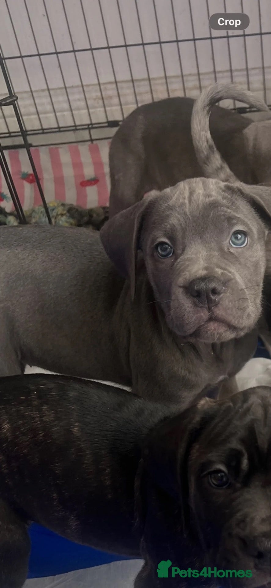 Cane Corso dogs LAST PUPPYS LEFT! Cane corso puppies for sale - Advert 3