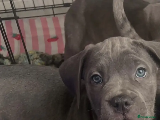 Cane Corso dogs LAST PUPPYS LEFT! Cane corso puppies for sale - Advert 5
