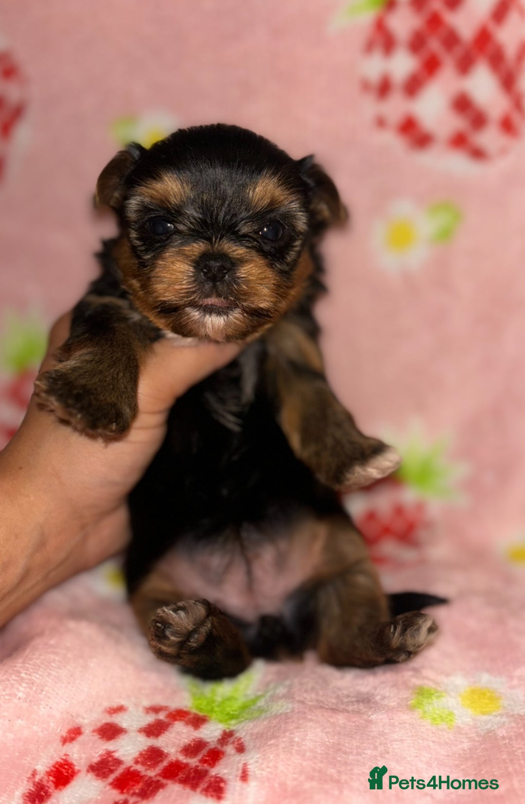 Yorkshire Terrier dogs for sale: Beautiful pure Yorkshire terriers puppy’s  - Advert 14
