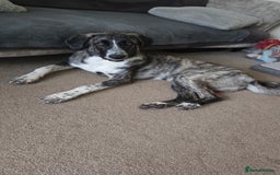 Anatolian Shepherd dogs for sale: Such a softy - Advert 1