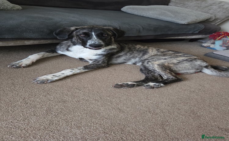 Anatolian Shepherd dogs Such a softy - Advert 2