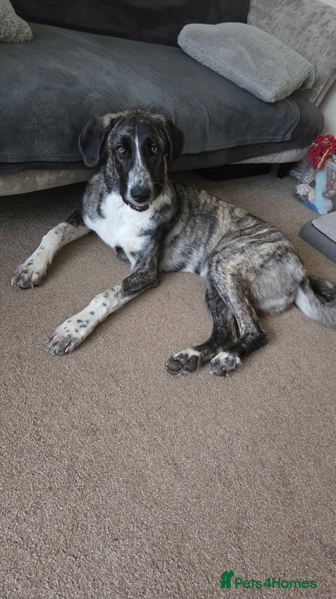 Anatolian Shepherd dogs for sale: Such a softy - Advert 1