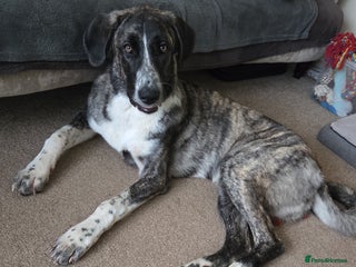 Anatolian Shepherd dogs Such a softy - Advert 3