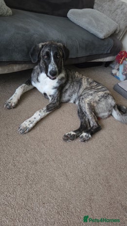 Anatolian Shepherd dogs Such a softy - Advert 1