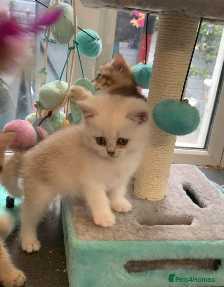 British Shorthair cats BSH Stunning rare Shaded - Advert 1