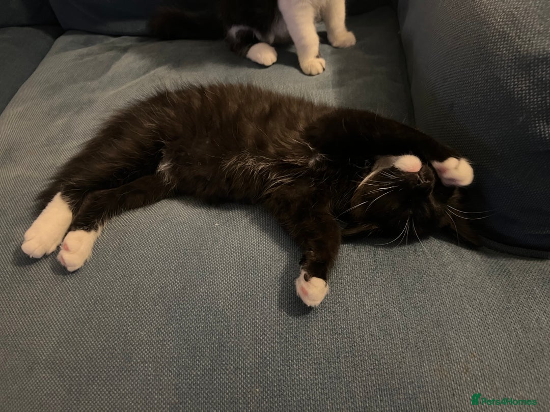 Mixed Breed cats for sale: Sweetest Bonded 6 month kittens (brother & Sister) - Advert 15