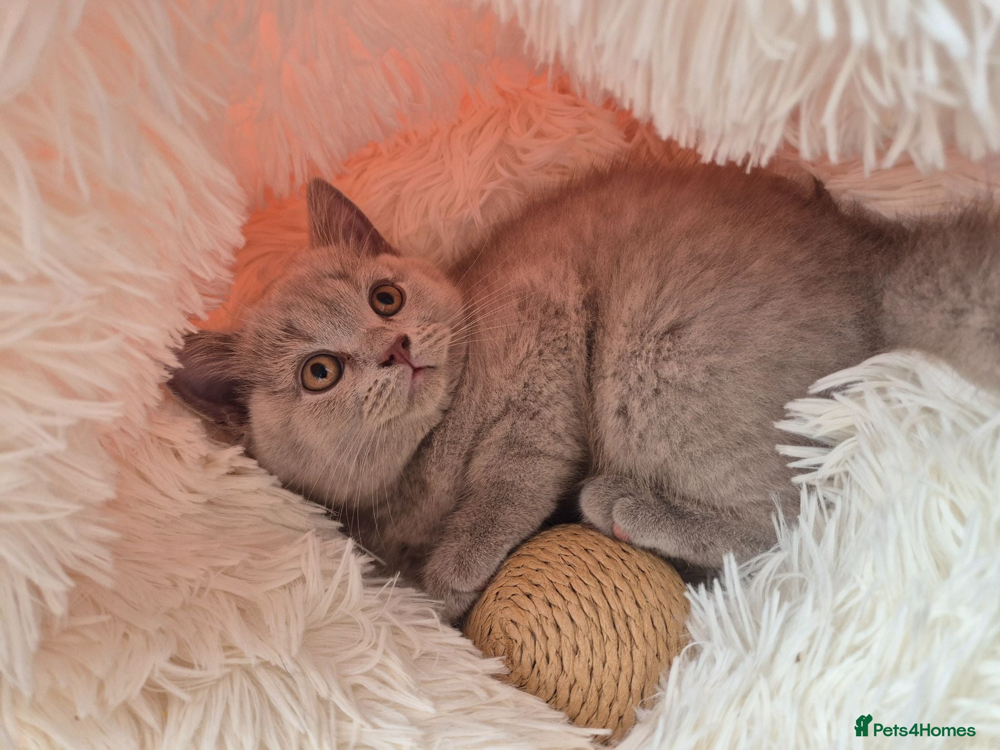 British Shorthair cats British shorthair kittens  - Advert 2
