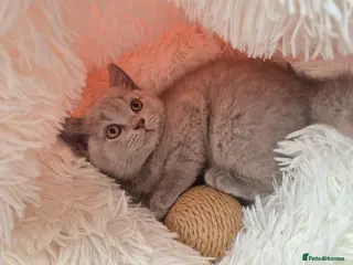 British Shorthair cats British shorthair kittens - Advert 2