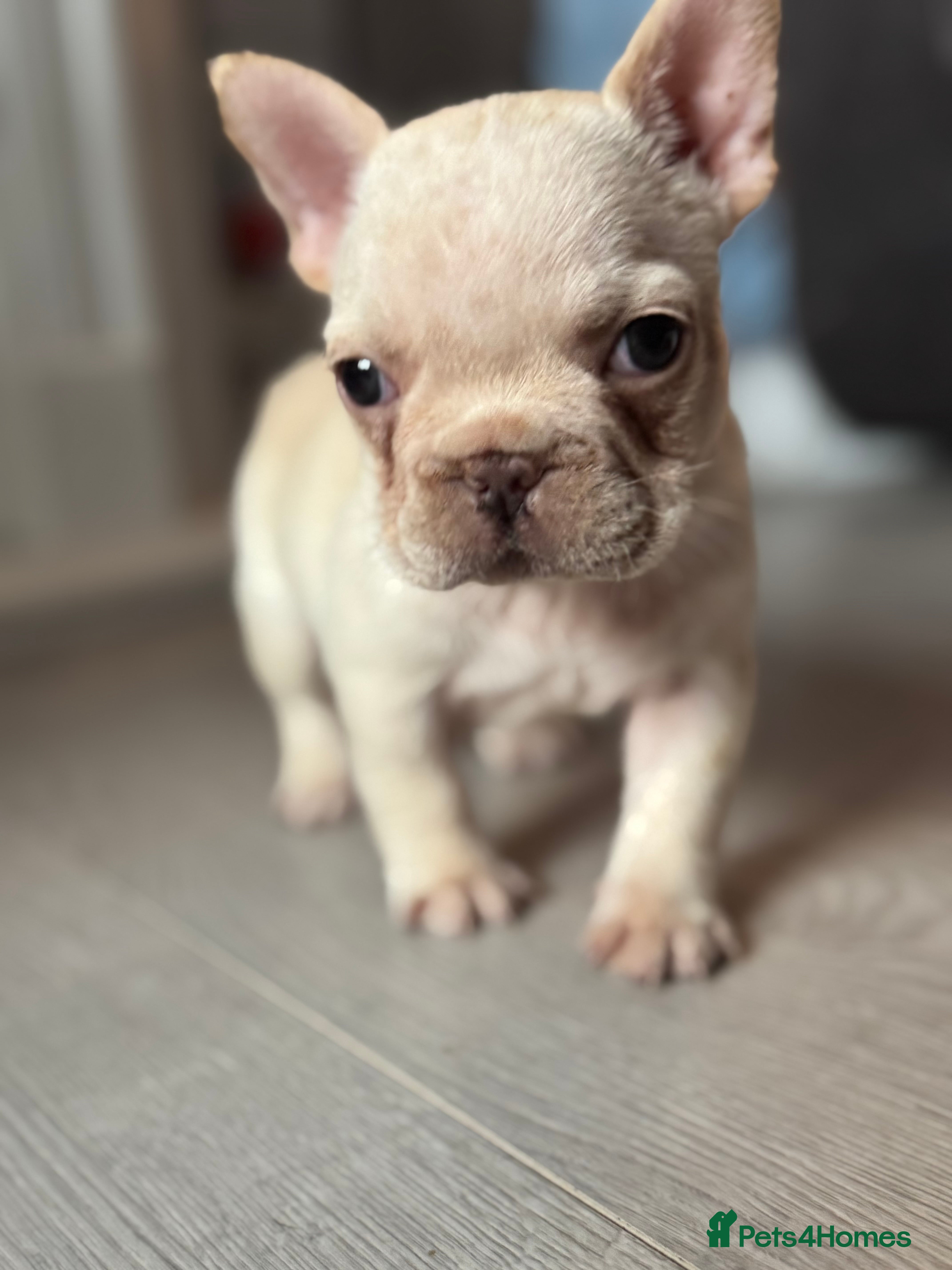 French Bulldog dogs AMAZING QUALITY FRENCH BULLDOG PUPS  - Advert 3