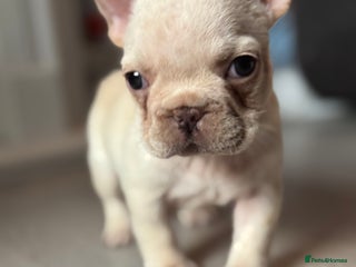 French Bulldog dogs AMAZING QUALITY FRENCH BULLDOG PUPS - Advert 3