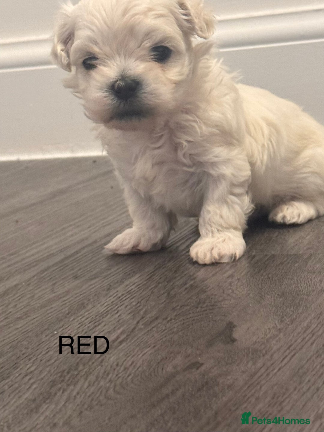 Maltese dogs for sale: Beautiful Maltese puppies ✨ - Advert 1