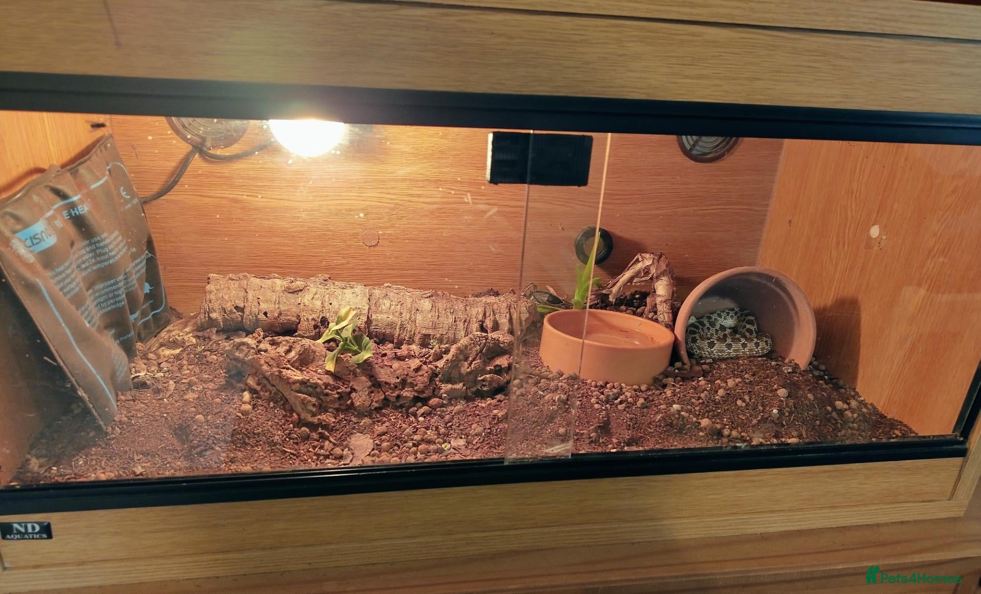 Mixed Breed reptiles Adult Male Western Hognose Snake with full set up  - Advert 6