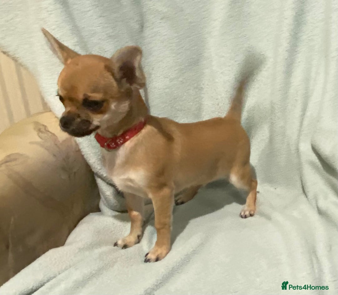 Chihuahua dogs for sale: 1 male and 1 female smooth coat Chihuahua - Image 3