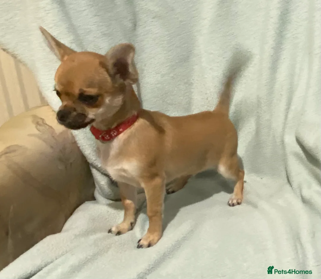 Chihuahua dogs for sale: 1 male and 1 female smooth coat Chihuahua - Advert 3