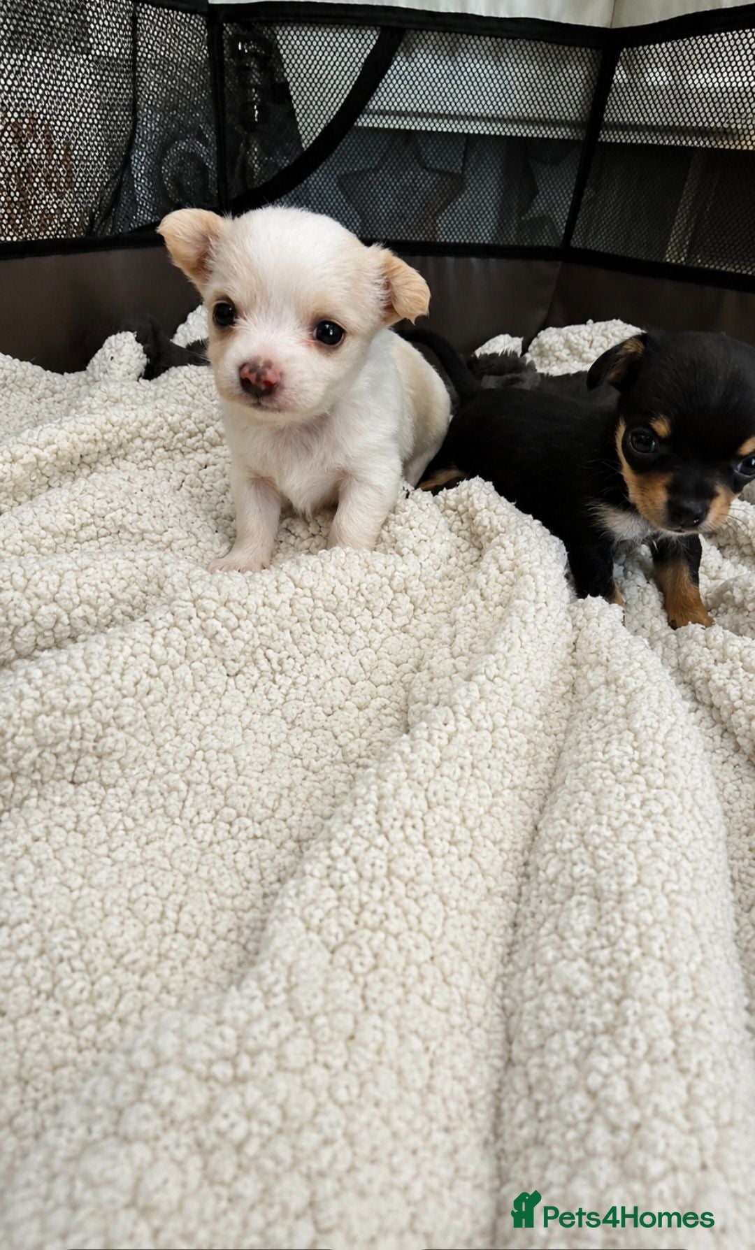 Chihuahua dogs Small  chihuahua puppies  - Advert 4