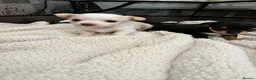 Chihuahua dogs for sale:  **  chihuahua puppies  in Cardiff - Advert 2