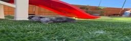 Mini Lop rabbits for sale: Mixed Mini Lop baby rabbits  in Maidstone - Advert 6