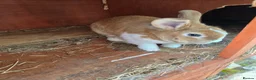 Mini Lion Lop rabbits for sale: Mini lion lop - Advert 3