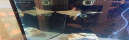 Other/Mixed Breed fish for sale: 12” Albino iridescent shark - Advert 4