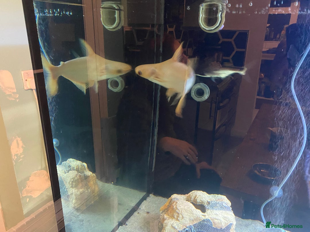 Other/Mixed Breed fish for sale: 12” Albino iridescent shark - Advert 4