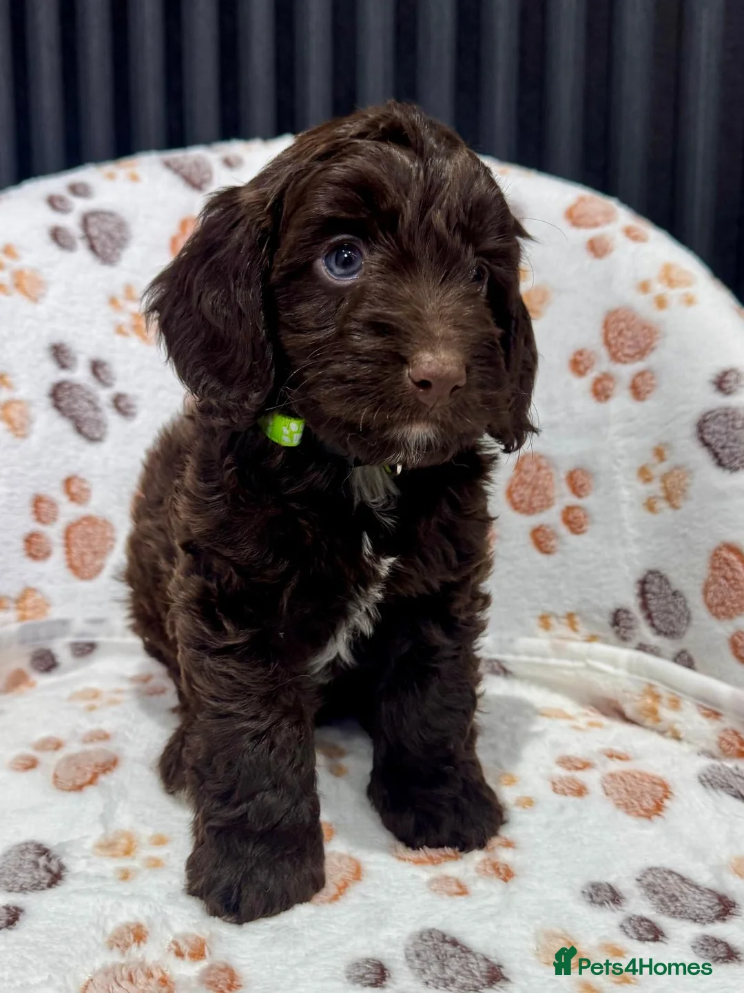 Cockapoo dogs for sale: Chocolate Phantom Cockapoo Puppies - Advert 31