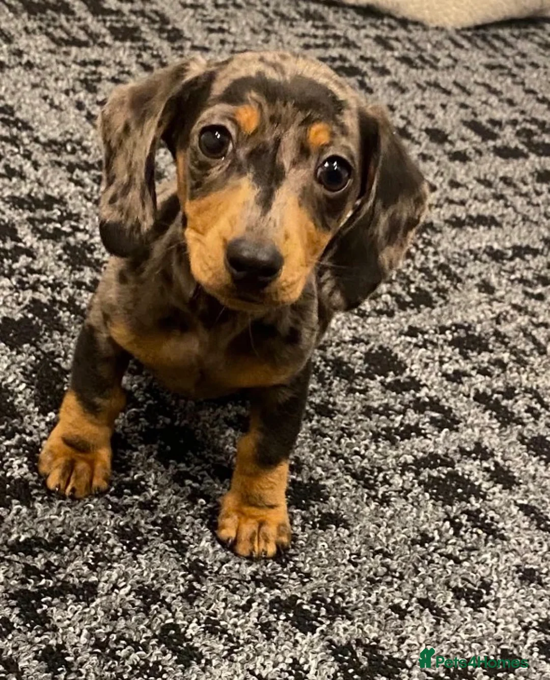 Dachshund dogs for sale: Smooth haired Dachshund  in Stourport-on-Severn - Advert 1